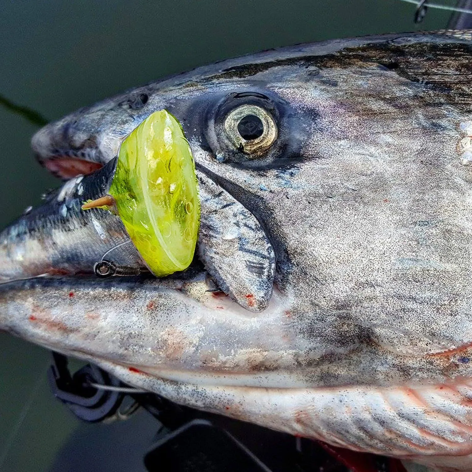 Bait Fish Lure Head - Fishing Bait Helmet for Herring, Anchovies, Sardines, and Minnows - UV Reactive, Cut Plug Spin (Pack of 3)